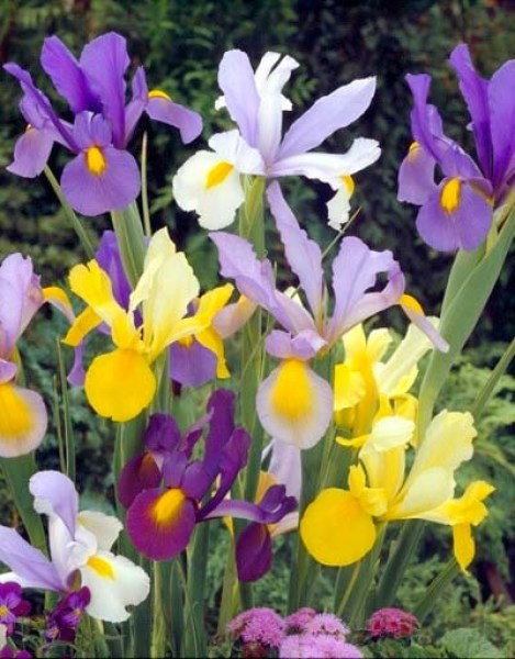 Iris Holl. Gemengd1